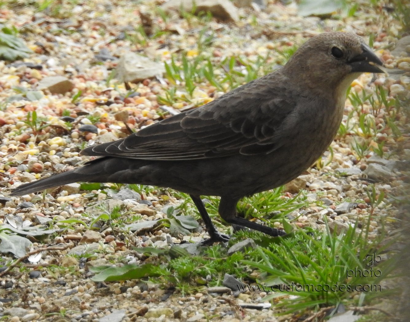 brewersBlackbird_side-f_20190505