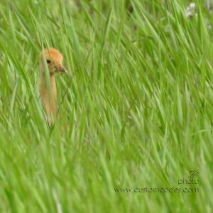 sandhill_1Chick_20190519