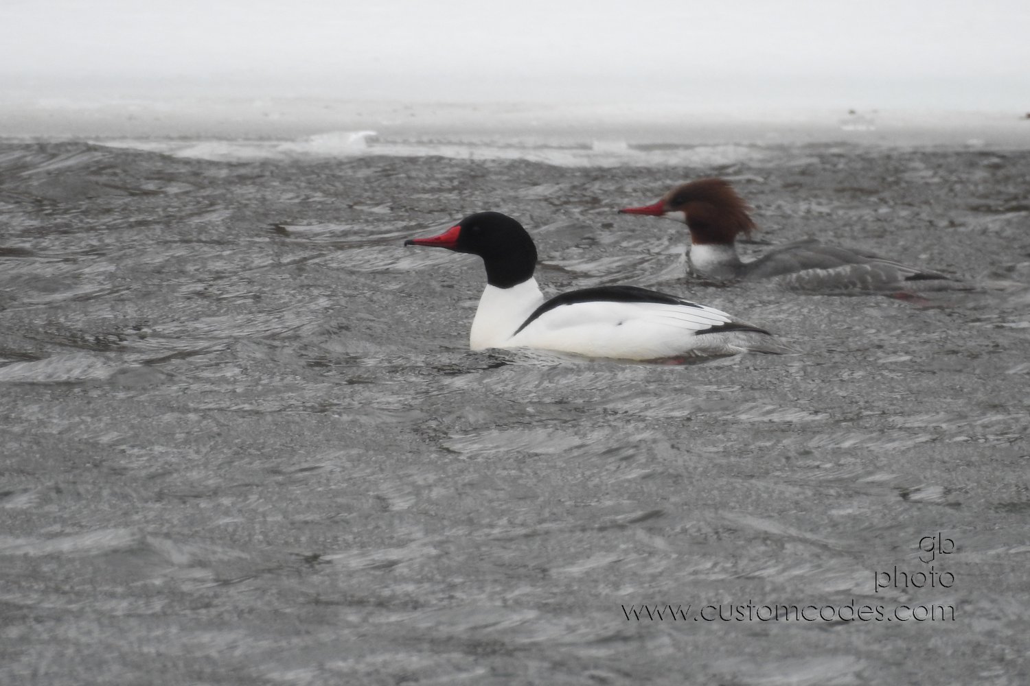 CommonMerganser_MF_20190309