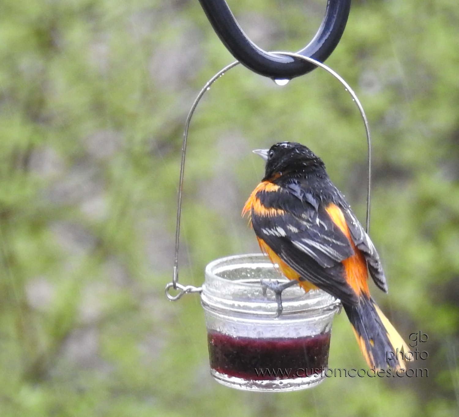 BaltimoreOriole_rain_20200510