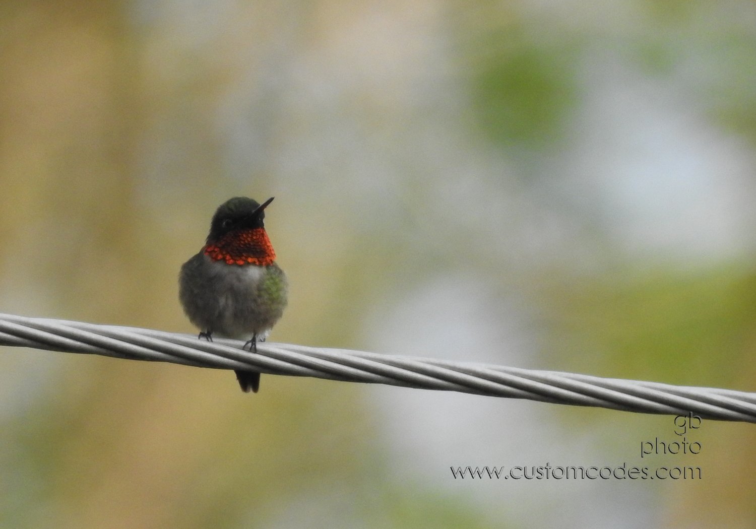 Hummingbird_20200522