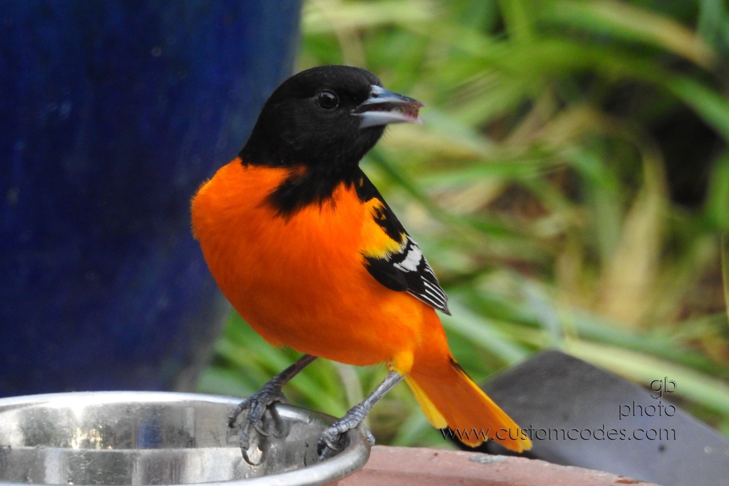 OrioleJelly_20200522