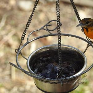 BaltimoreOriole_20200513