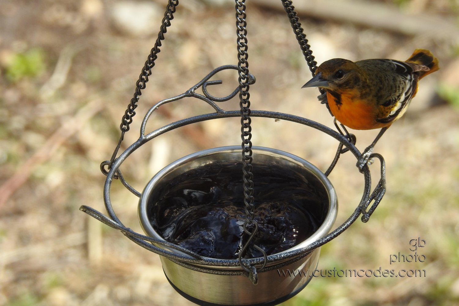 BaltimoreOriole_20200513