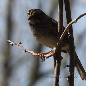 whiteThroatedSparrow_20200503