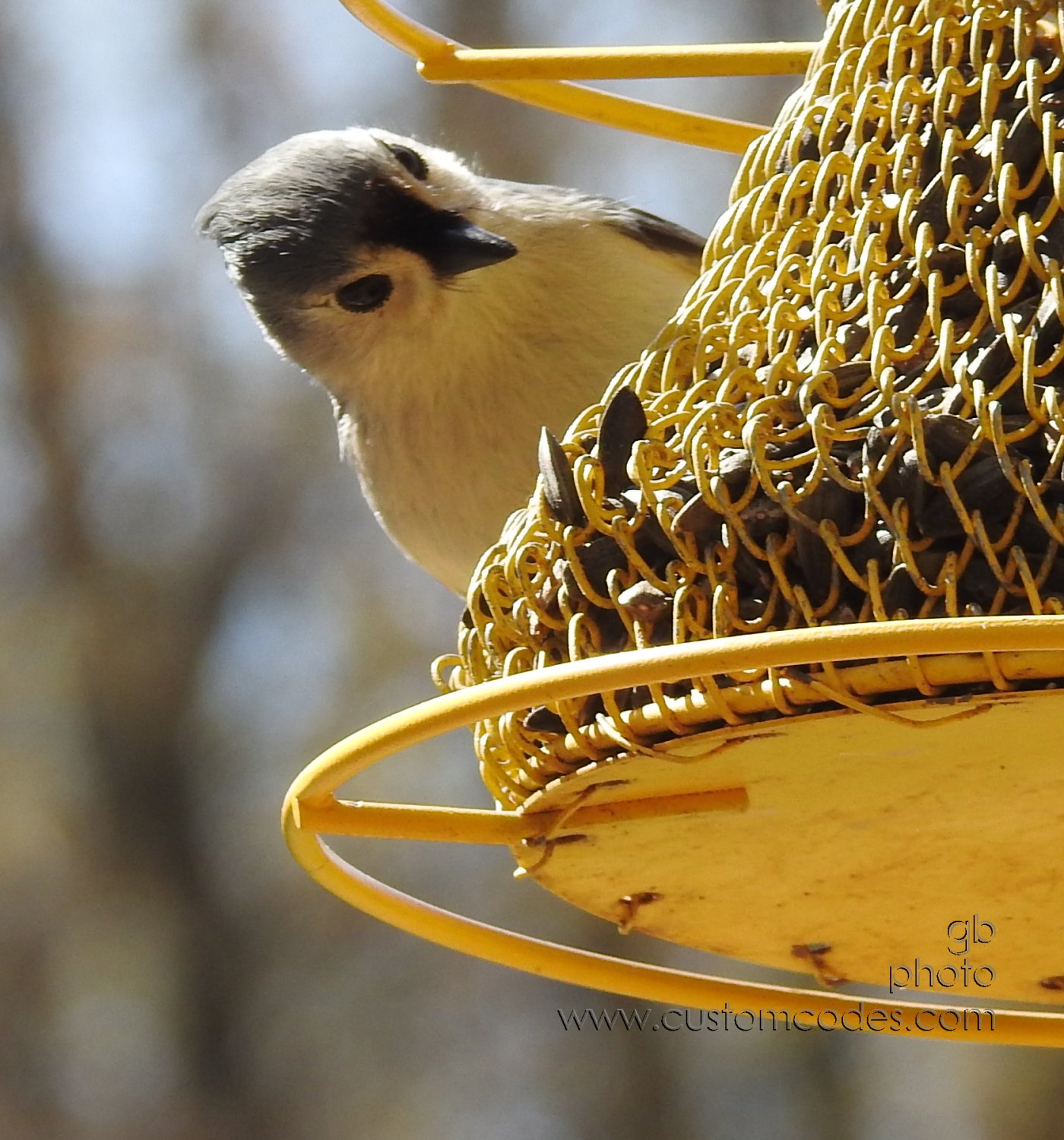 Titmouse_20200503