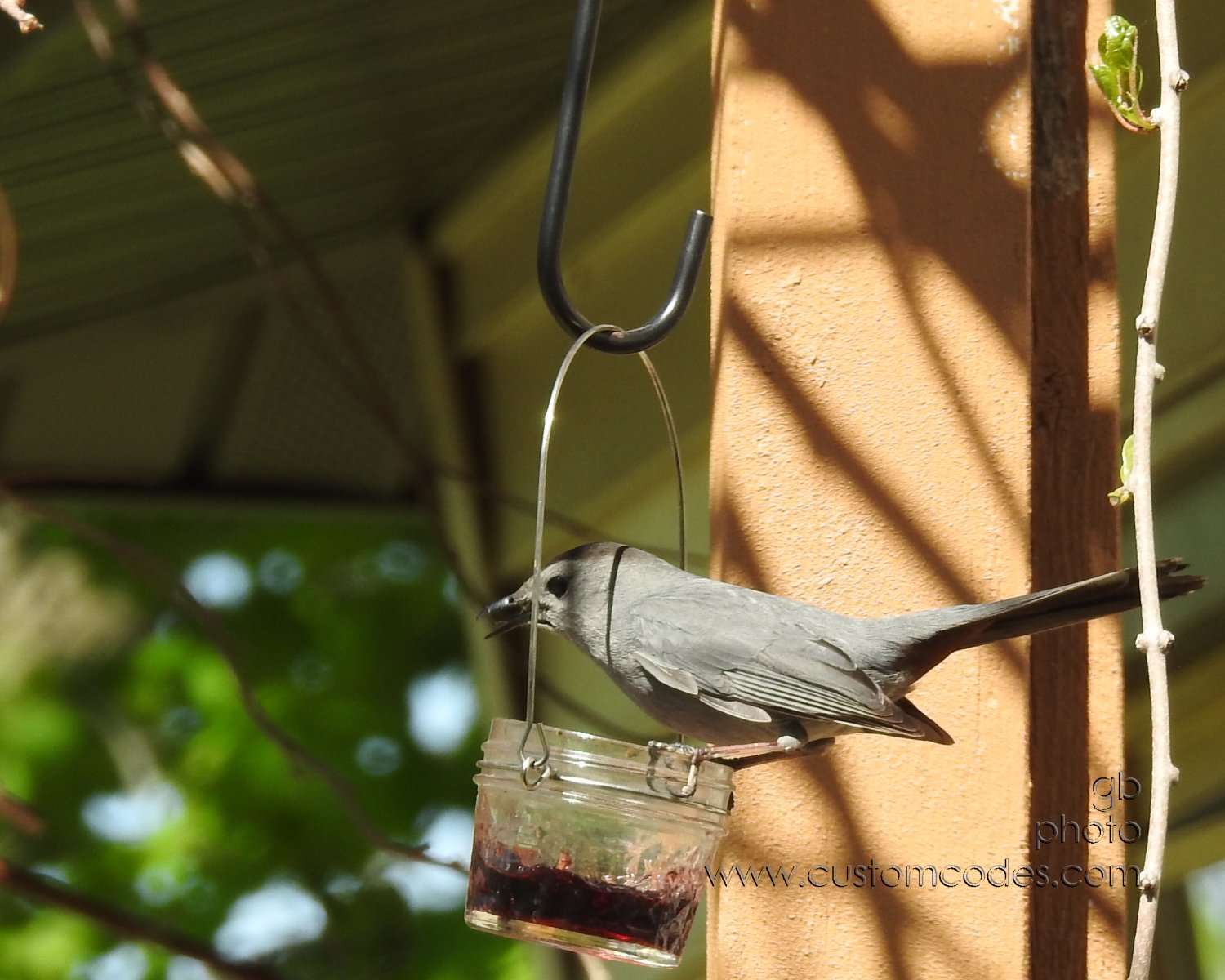 GrayCatbird_20210508_2