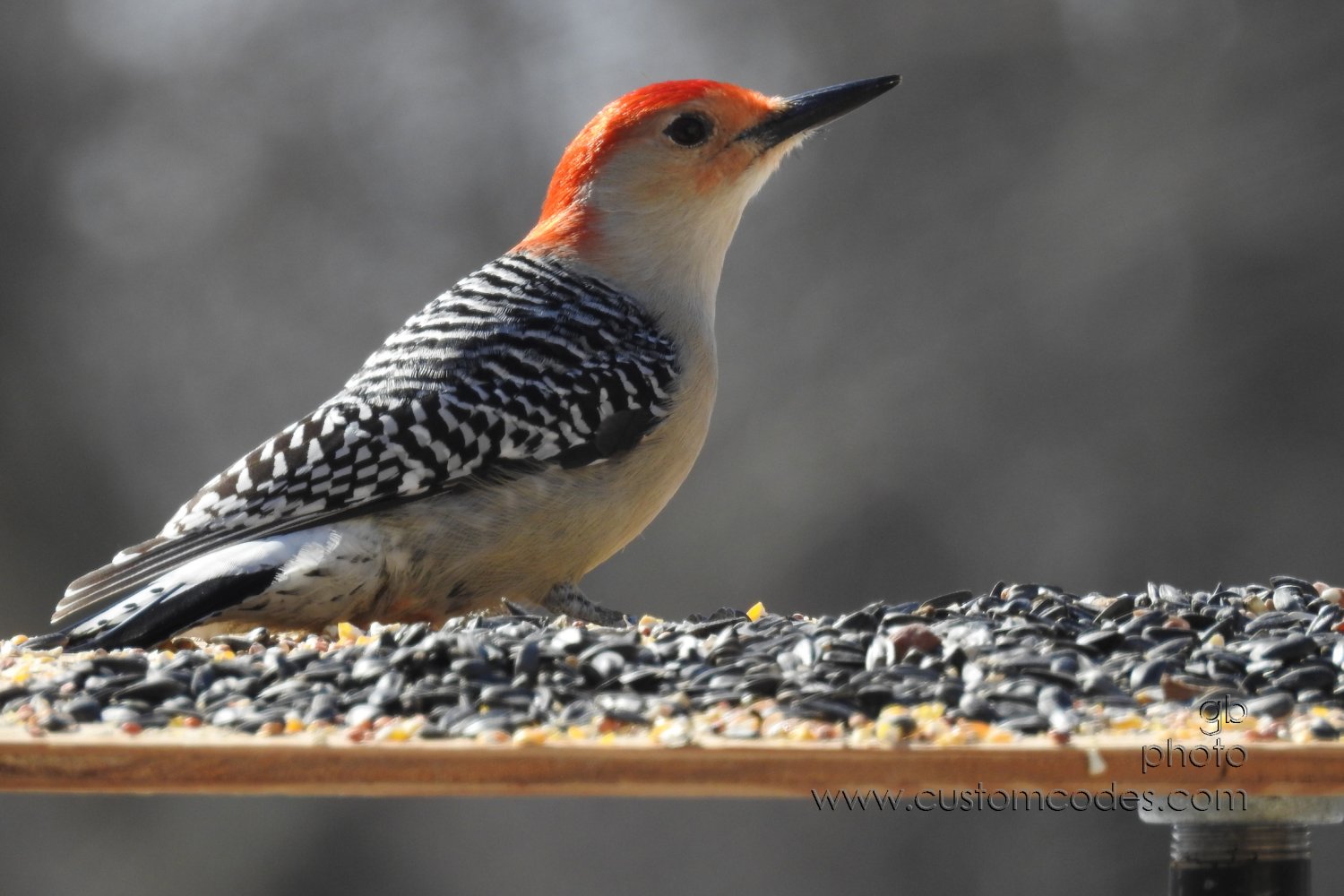 RedBelliedWoodPecker20210227