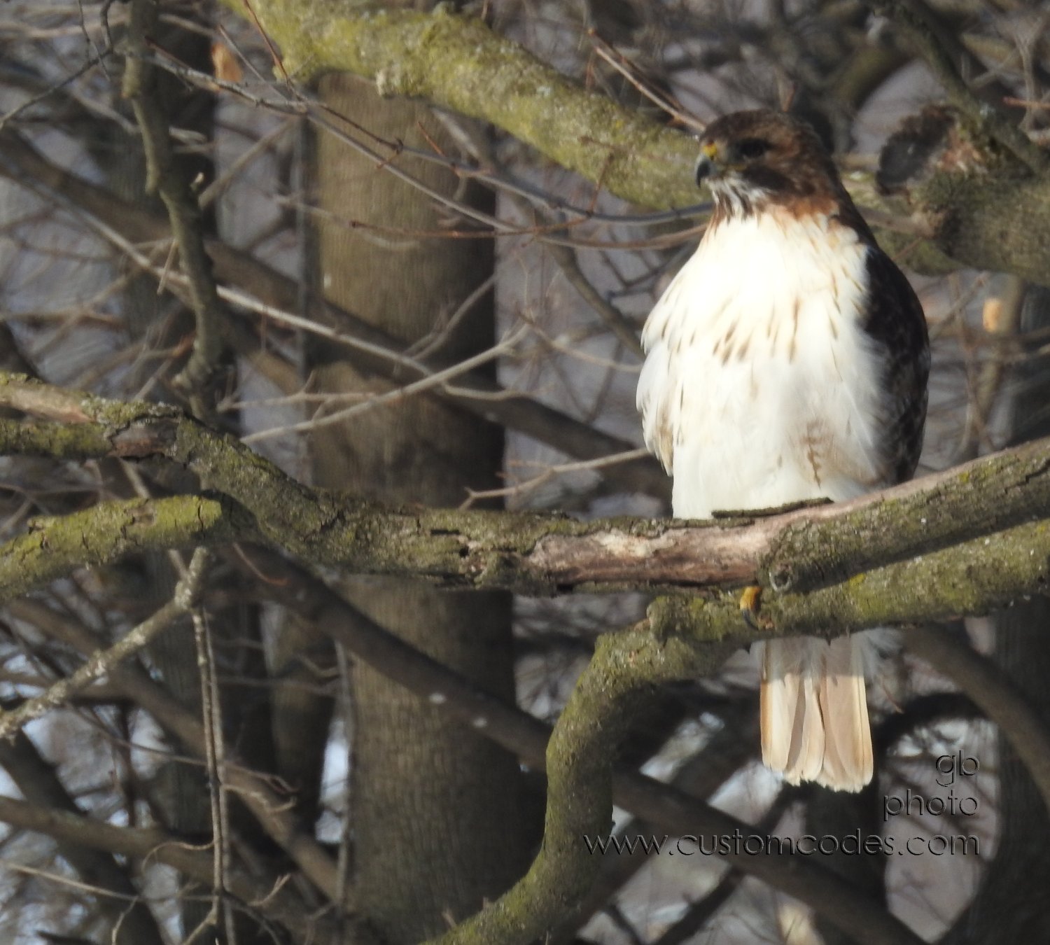 ReddTailedHawk_20210220