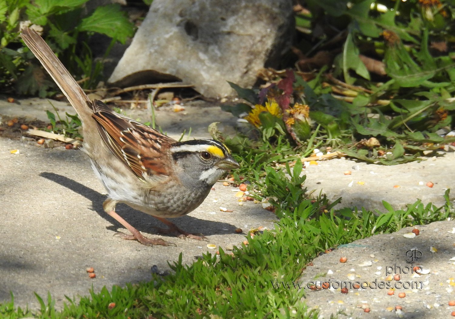 WhiteThroatedSparrow_20210505