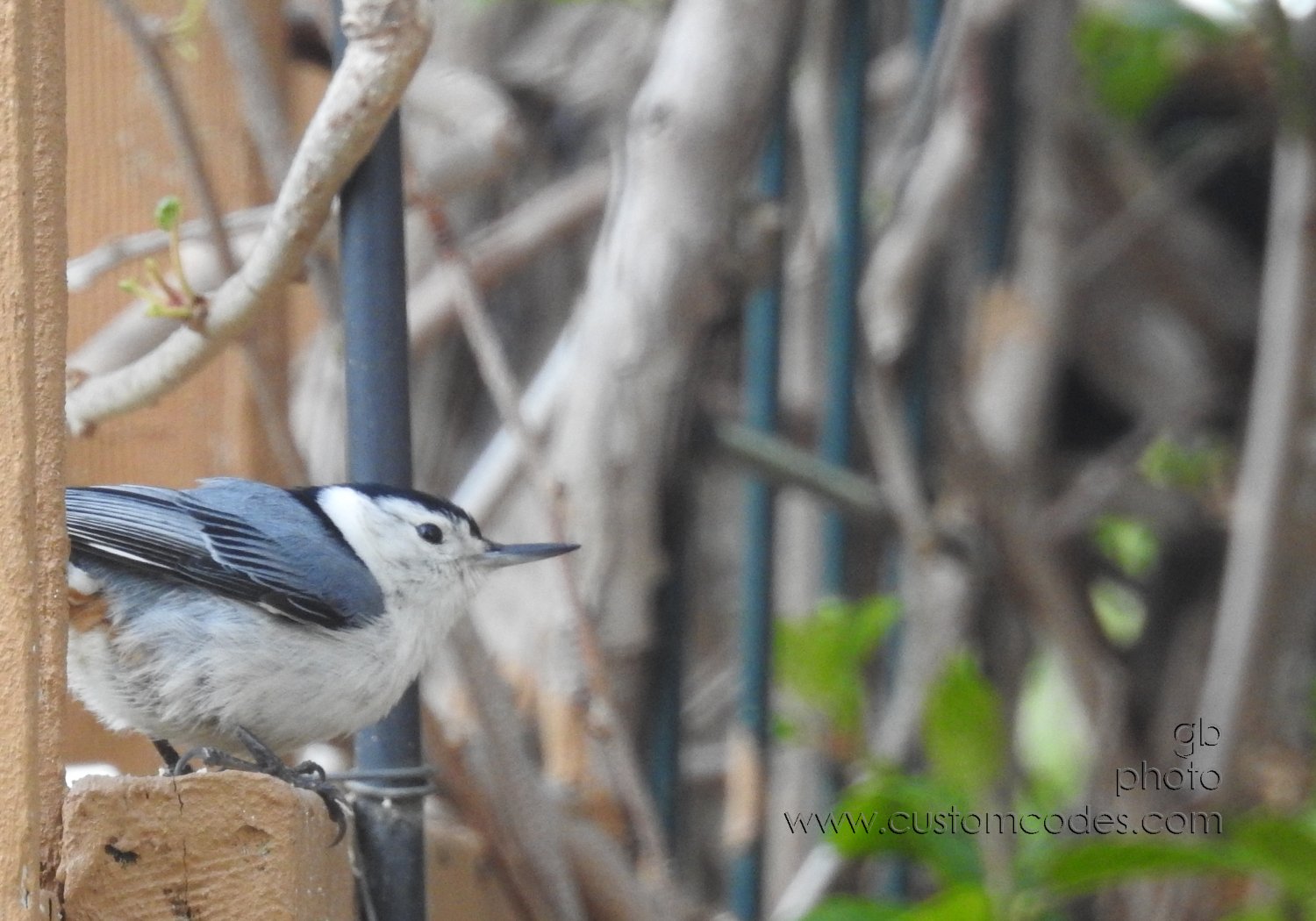 Nuthatch_20210508