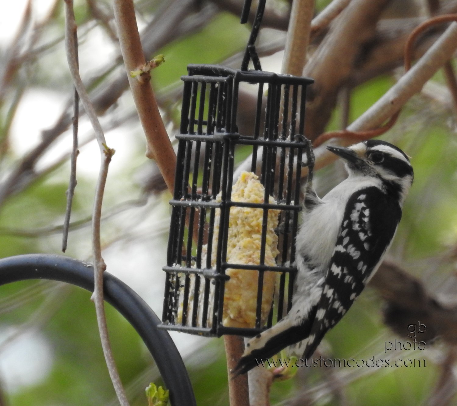 DownyWoodpecker-20210505