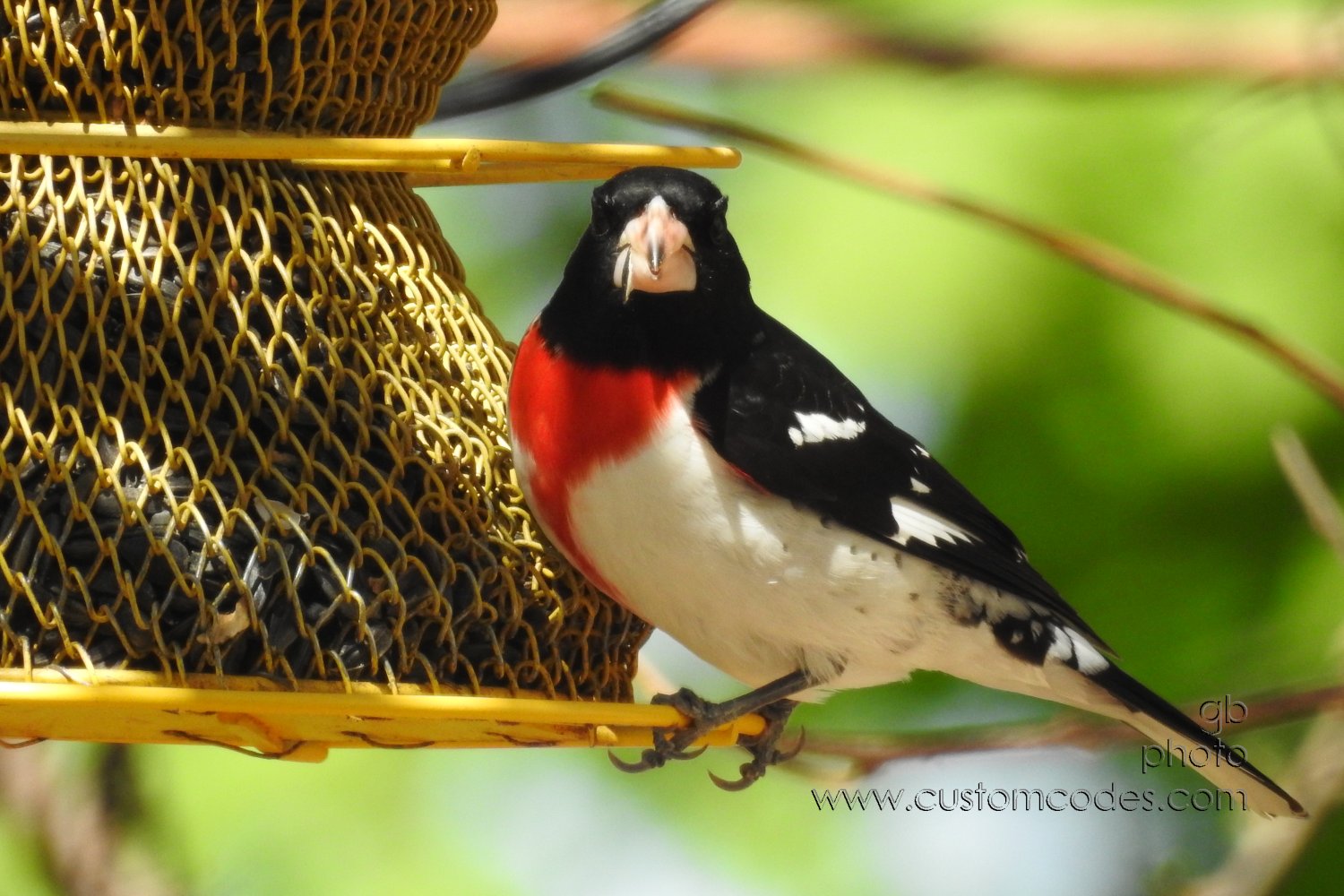 RoseBreastedGrossbeak_20210508