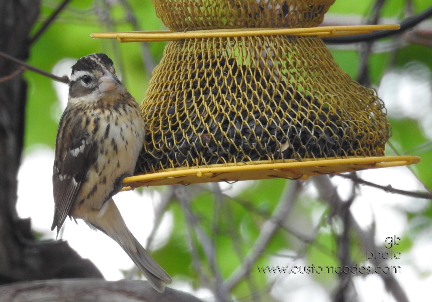 RoseBreastedGrossBeakF-20210508-2