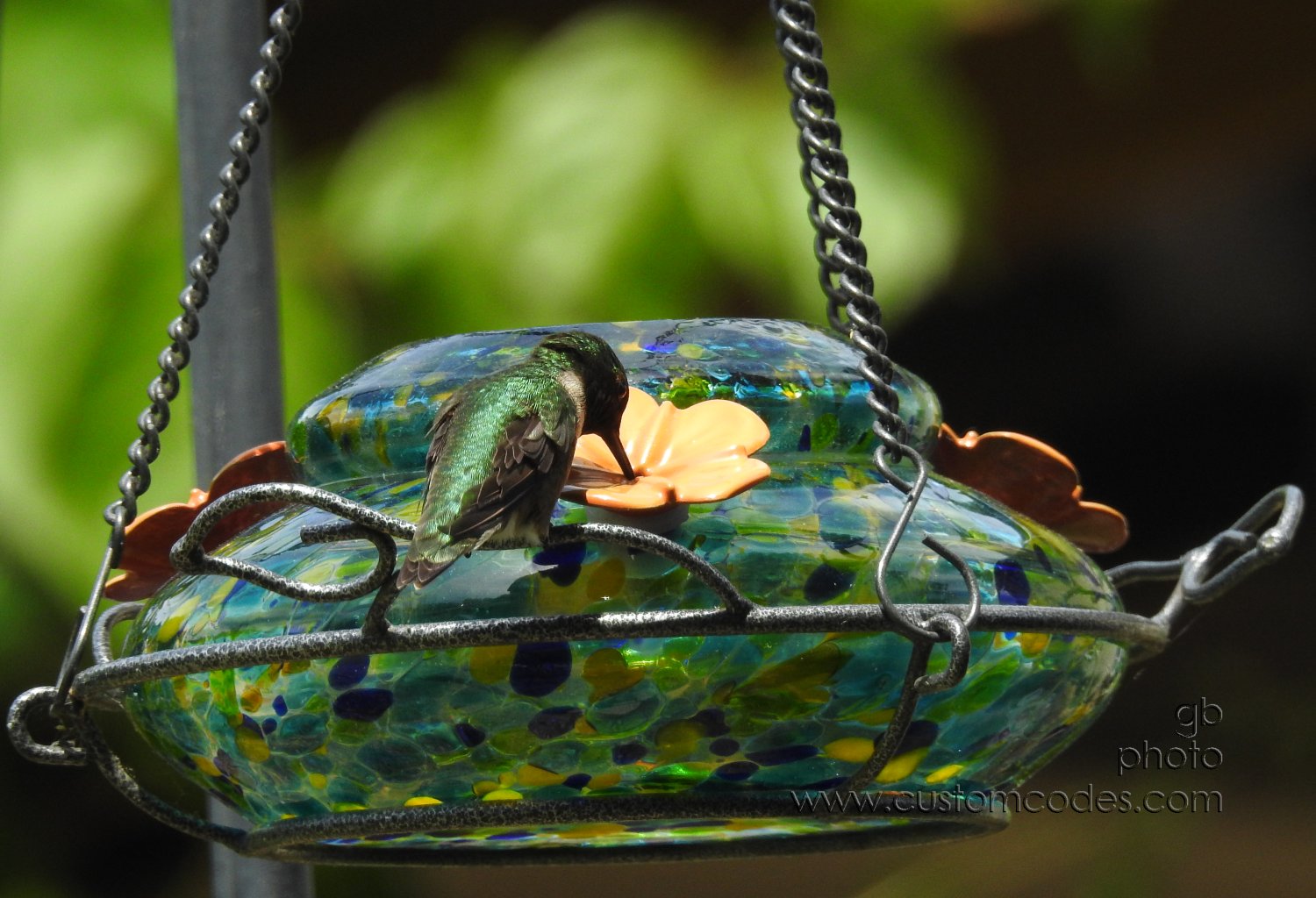 HummingBird_20210530