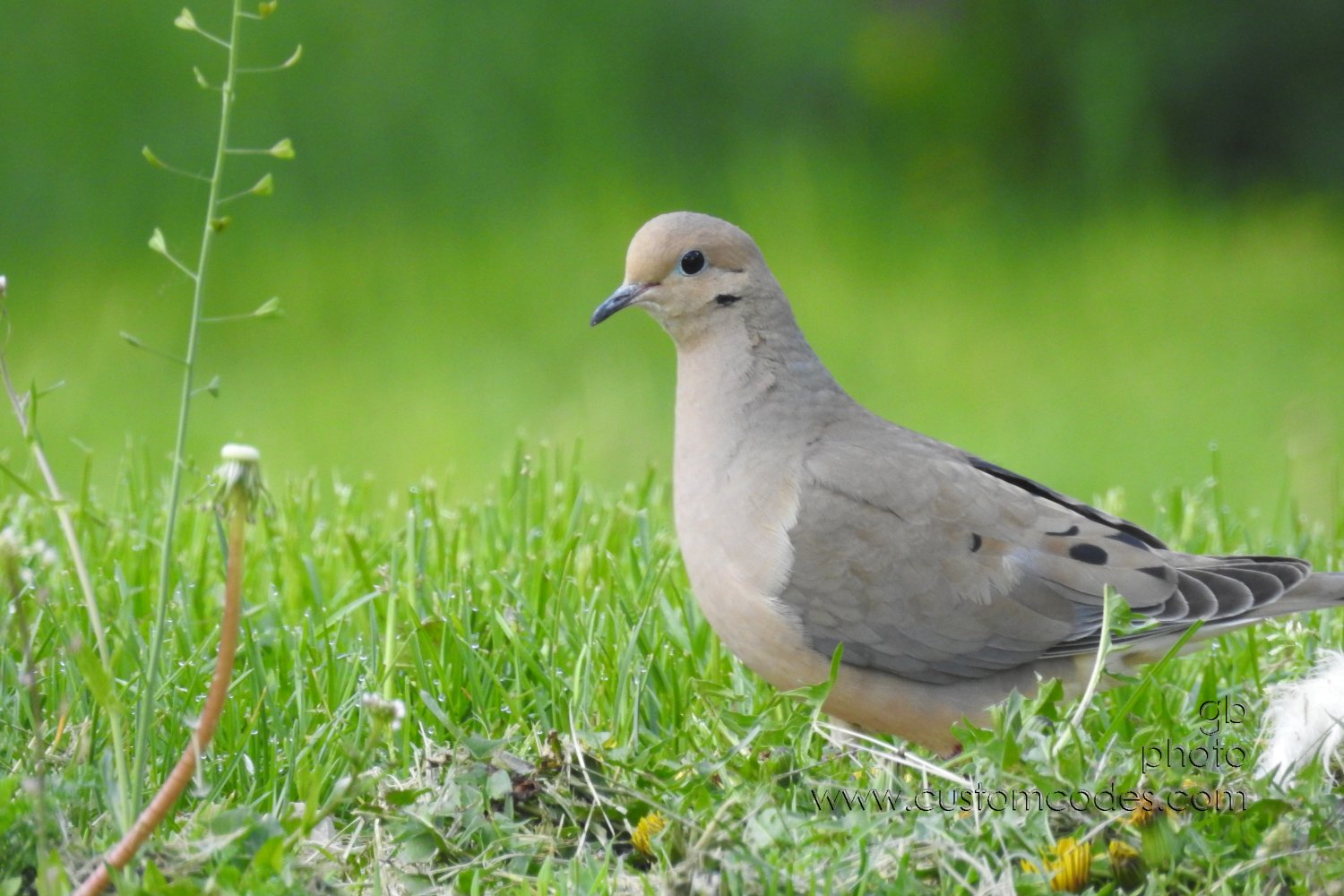 MourningDove_20210508