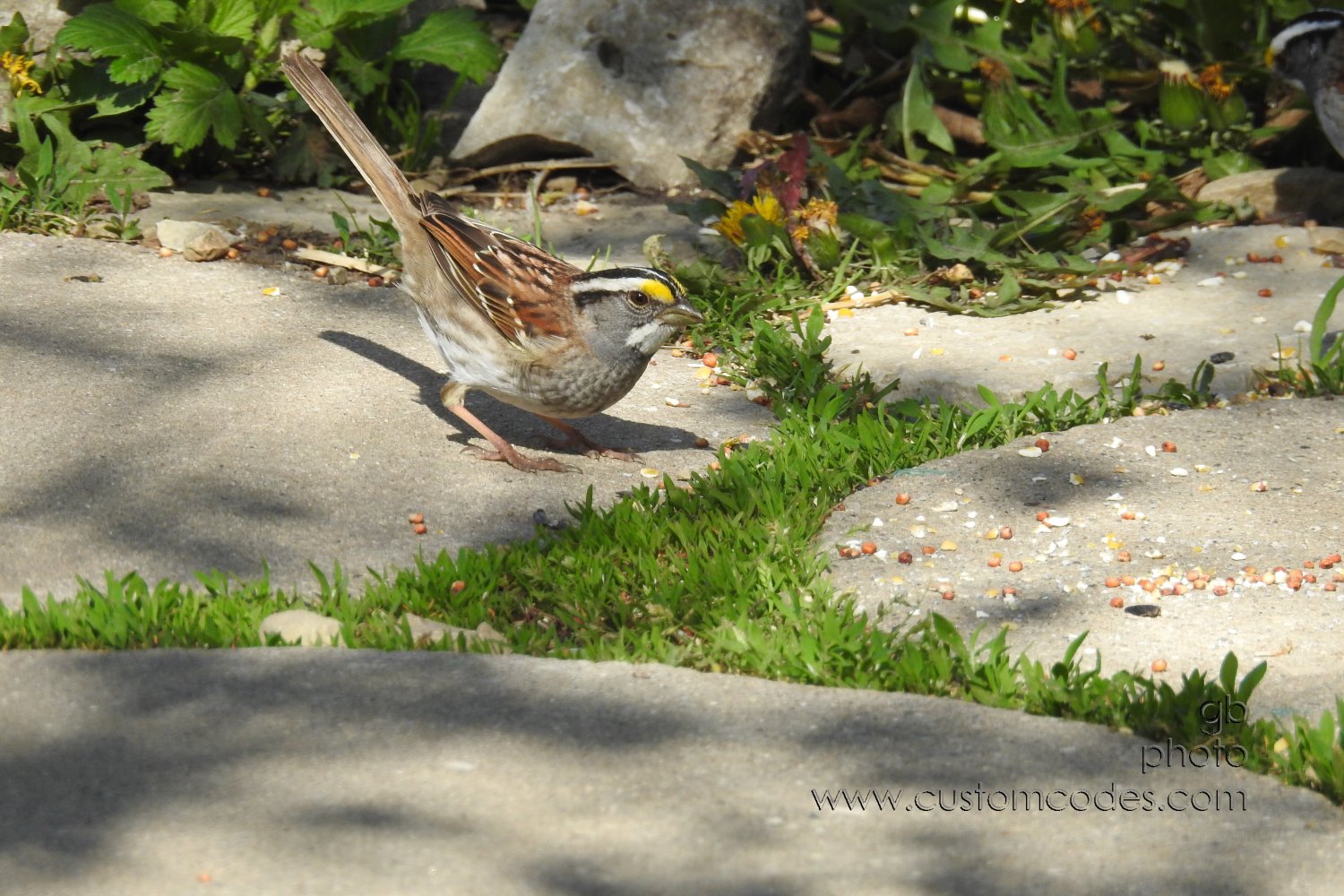 WhiteThroatedSparrow_20210502
