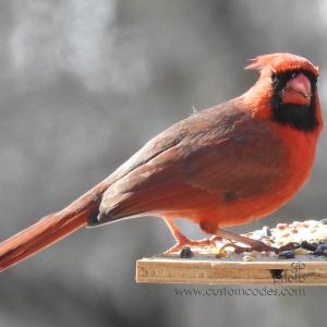 cardinal20210227