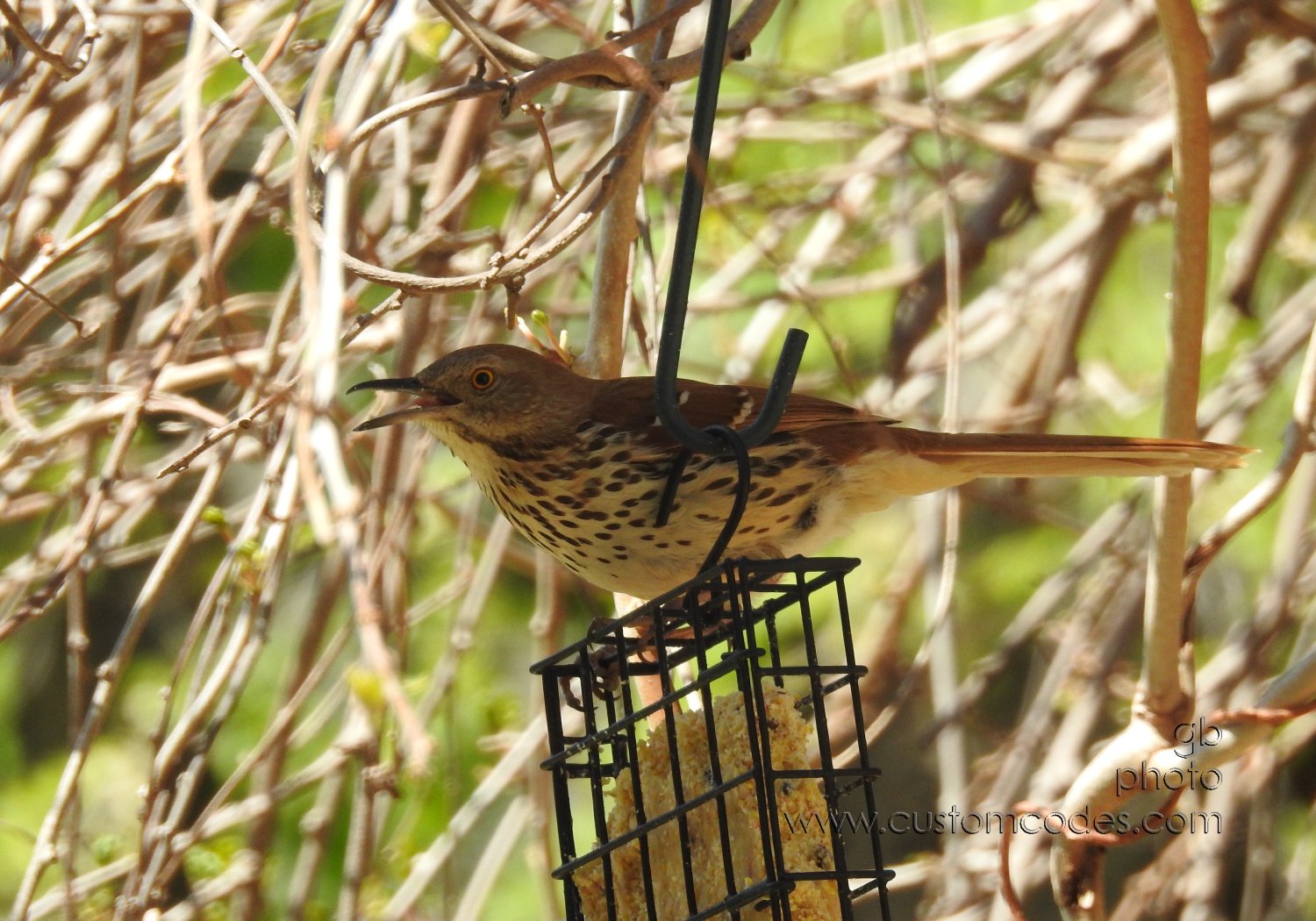 BrownThrasher_20210508