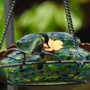 HummingBird_20210530