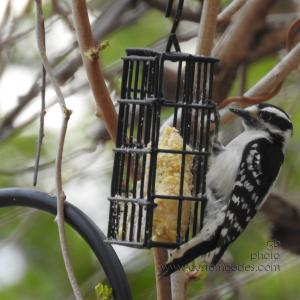 DownyWoodpecker-20210505