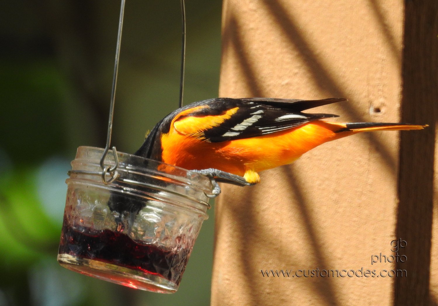 BOriole_Feeding_20210508