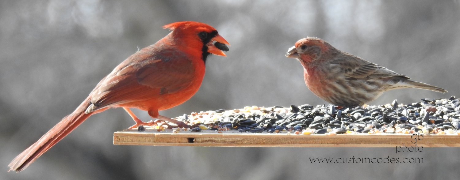 cardinalHFinch20210227