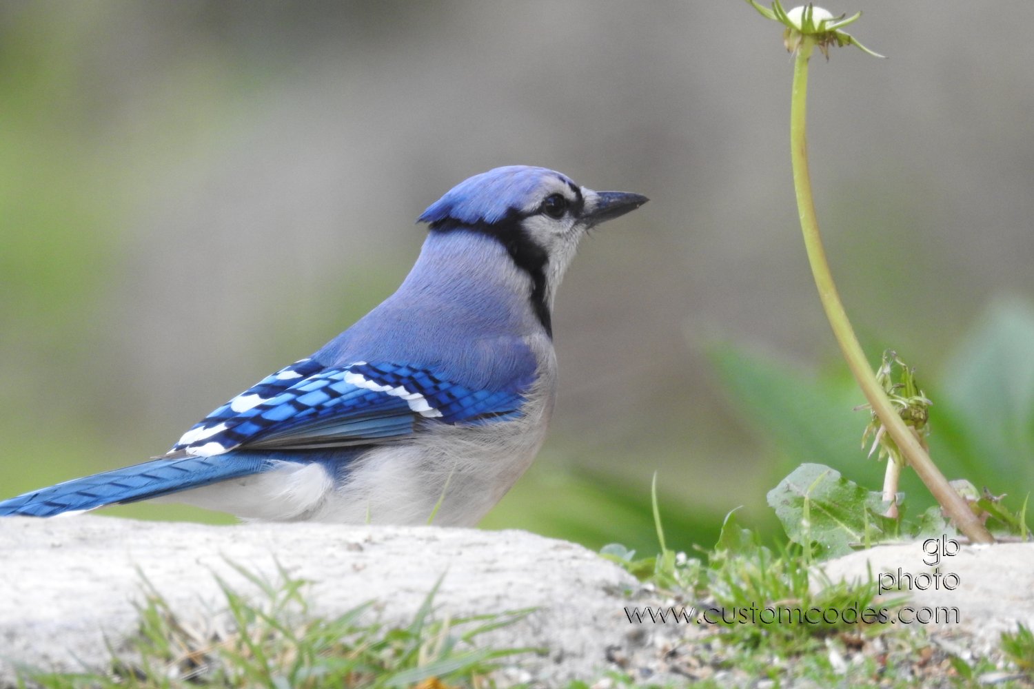 BlueJay_20210508