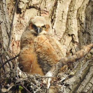 GreatHornedOwl_20220423_11
