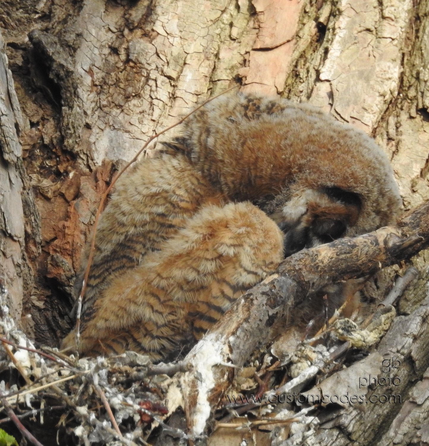 GreatHornedOwl_20220423_21NapTime