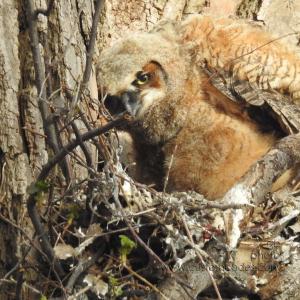 GreatHornedOwl_20220423_08