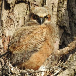 GreatHornedOwl_20220423_01
