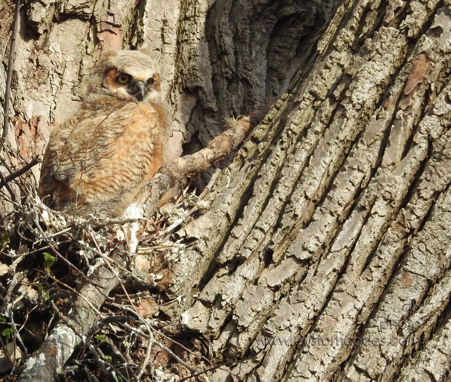 GreatHornedOwl_20220423_02
