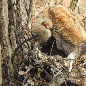 GreatHornedOwl_20220423_07