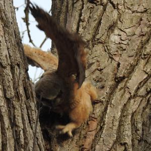 GreatHornedOwl_20220423_19Talons