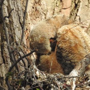 GreatHornedOwl_20220423_10