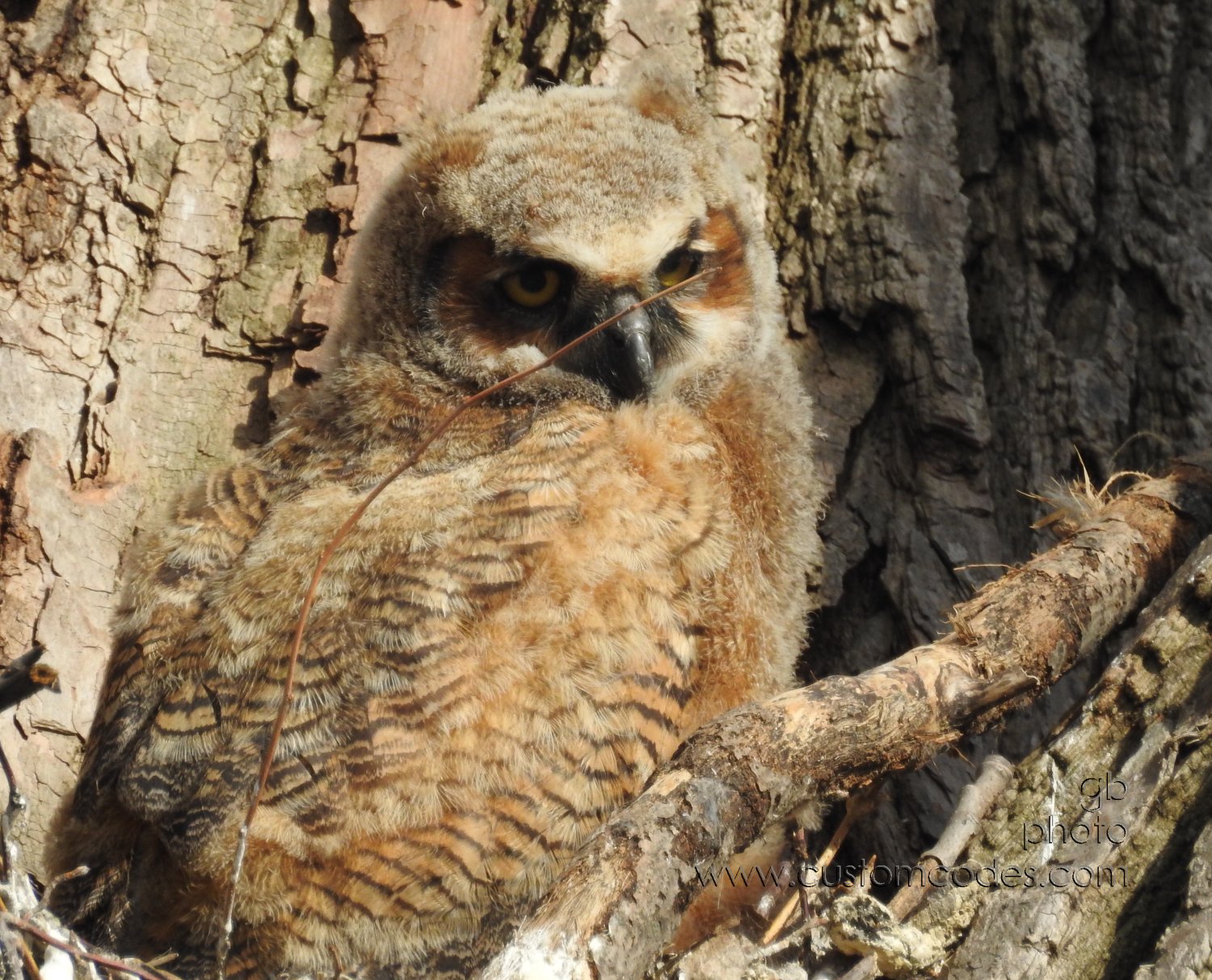 GreatHornedOwl_20220423_04