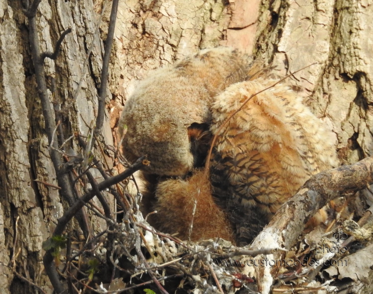 GreatHornedOwl_20220423_10