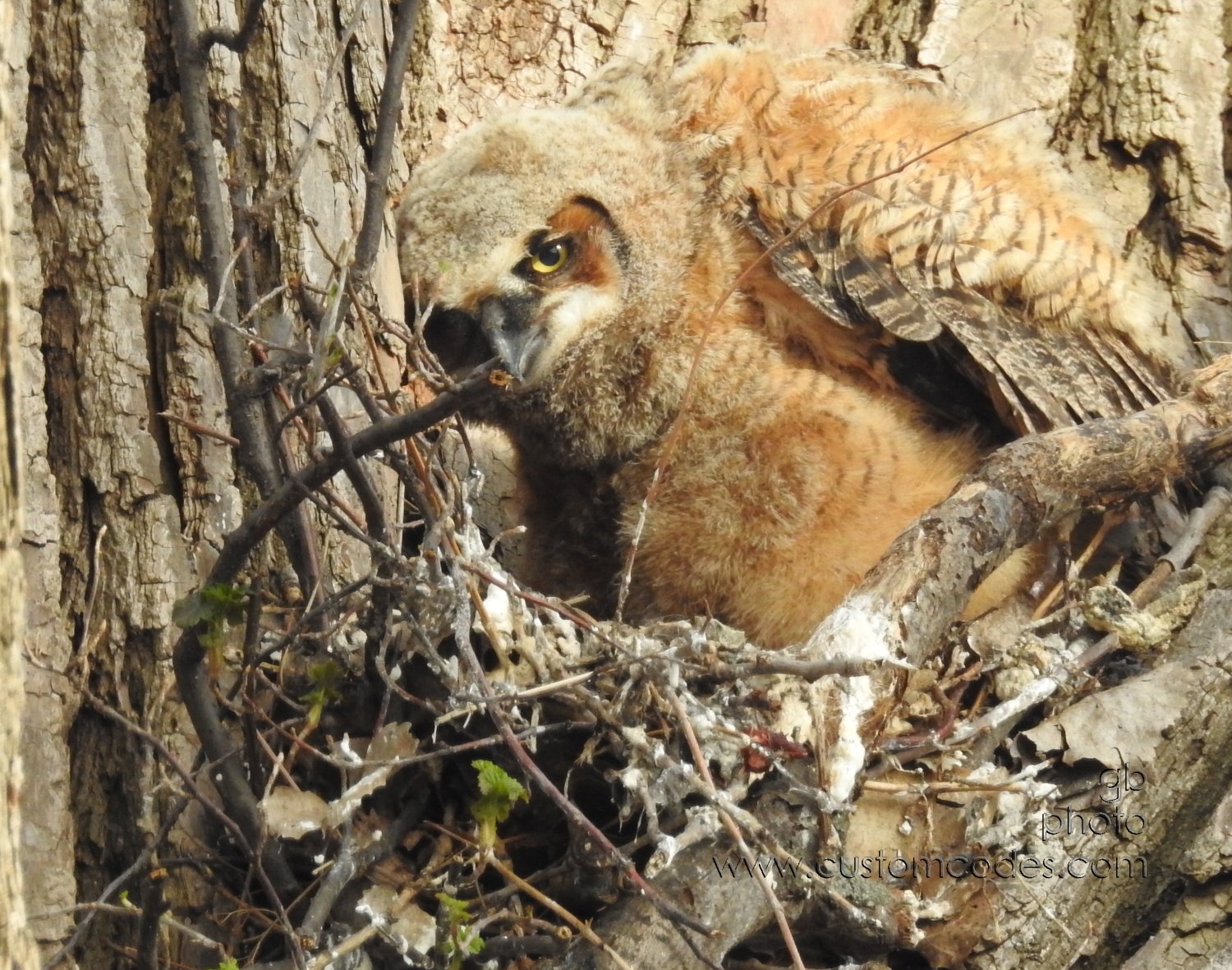 GreatHornedOwl_20220423_08