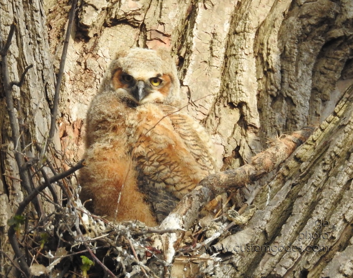GreatHornedOwl_20220423_11