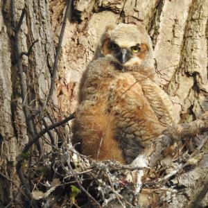 GreatHornedOwl_20220423_14