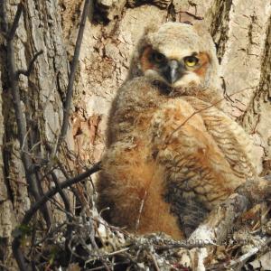 GreatHornedOwl_20220423_12