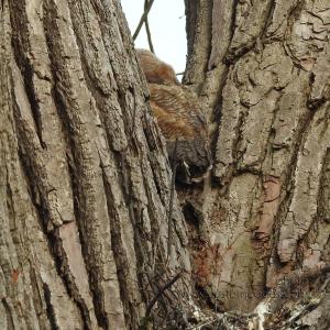 GreatHornedOwl_20220423_16Rambling