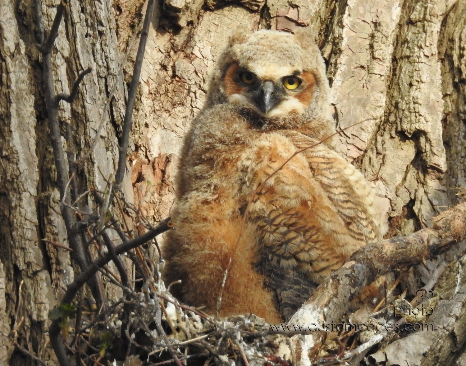 GreatHornedOwl_20220423_12