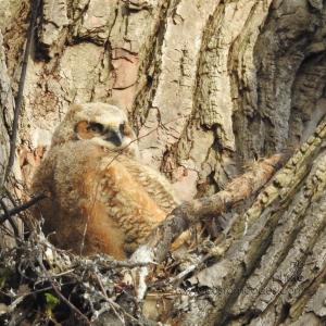 GreatHornedOwl_20220423_05
