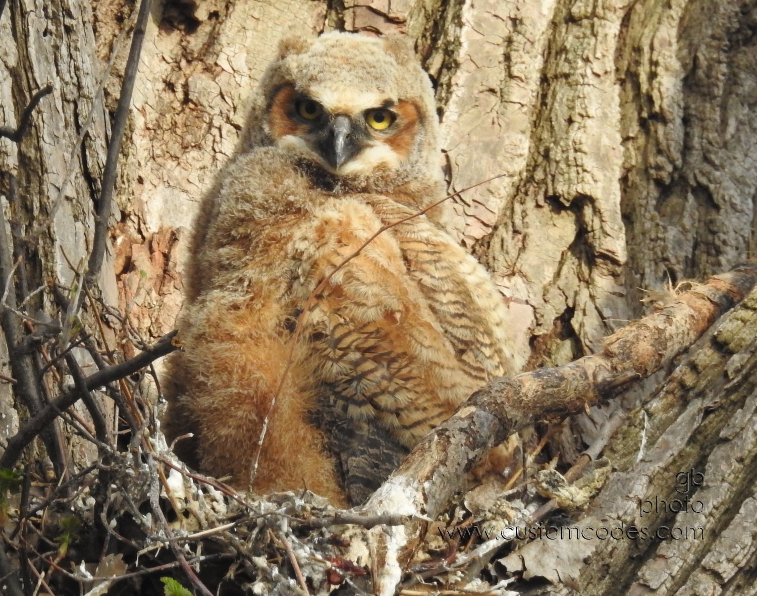 GreatHornedOwl_20220423_13