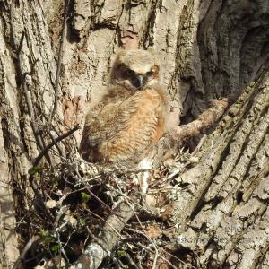 GreatHornedOwl_20220423_03