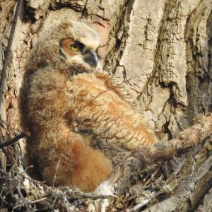 GreatHornedOwl_20220423_09