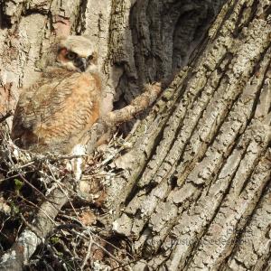 GreatHornedOwl_20220423_02