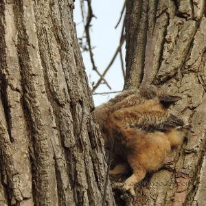 GreatHornedOwl_20220423_18Talons